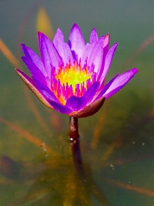 自然 ロータス 咲く 花 写真