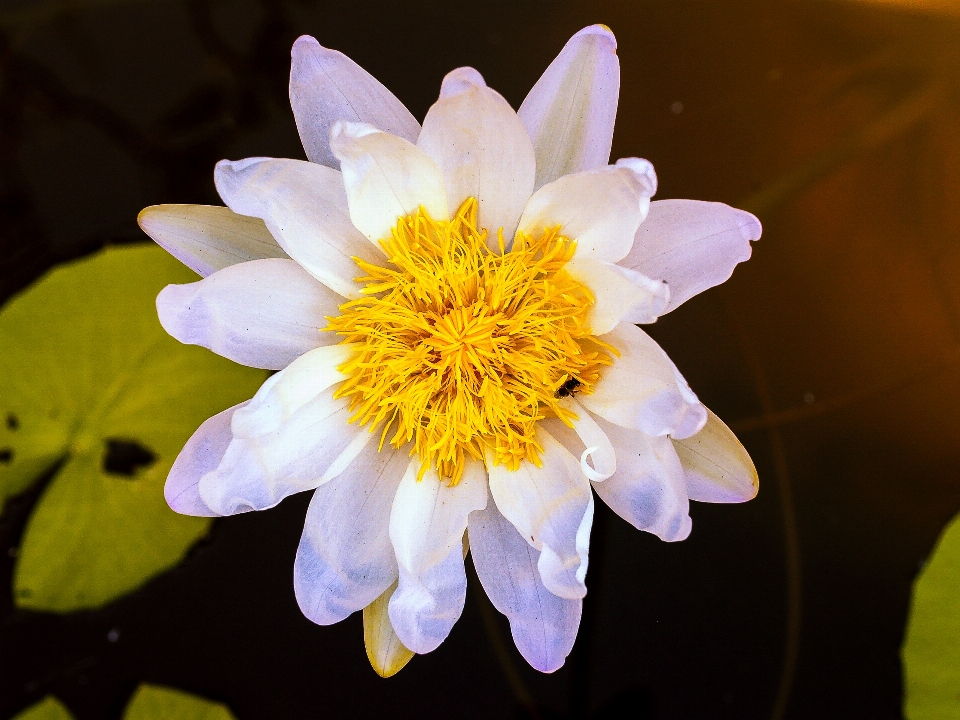 Natura loto fioritura fiore