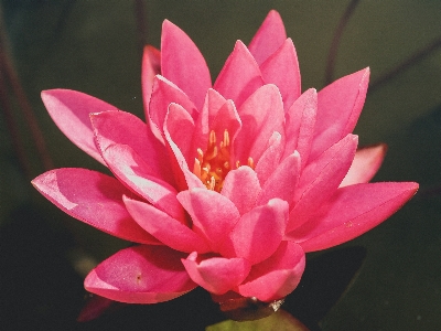 Nature lotus bloom blossom Photo