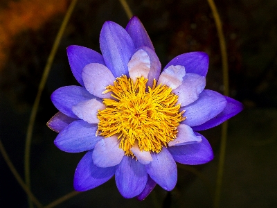 Nature lotus bloom blossom Photo