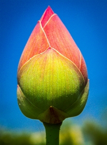 Foto Naturaleza loto floración florecer