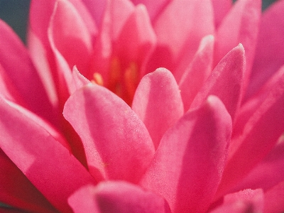 Nature lotus bloom blossom Photo