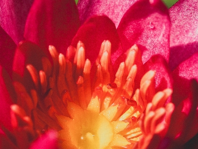 Nature lotus bloom blossom Photo