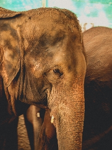 動物 象 動物園 哺乳類 写真