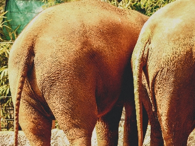 動物 象 動物園 哺乳類 写真