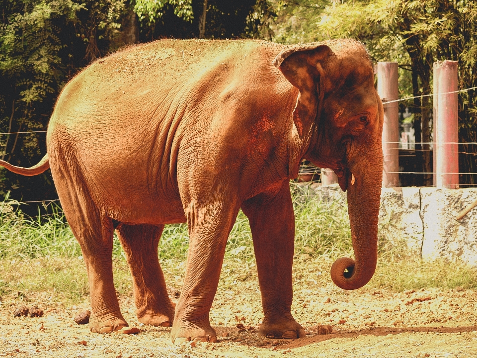 Animal elefante zoo mamífero