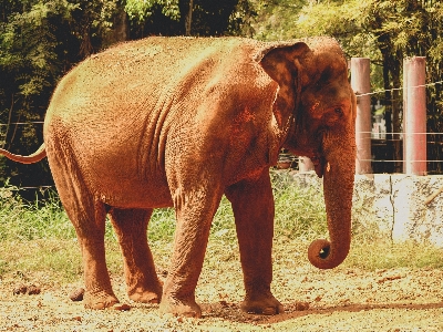 動物 象 動物園 哺乳類 写真