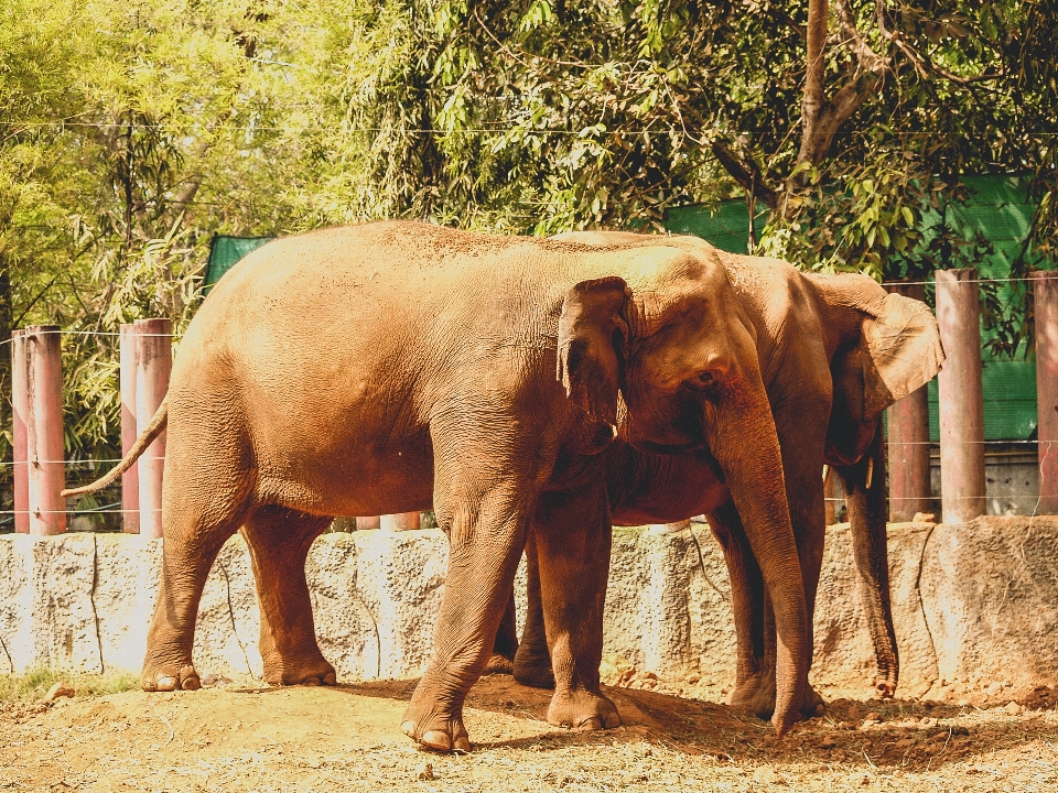 Animal elephant zoo mammal