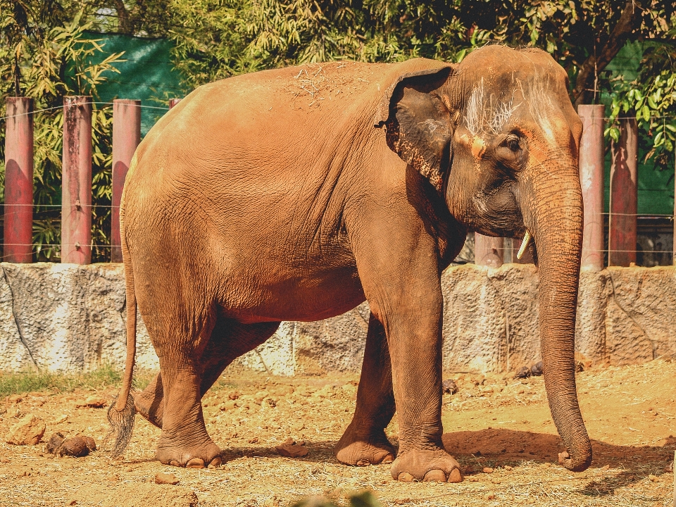 Animal elefante zoo mamífero