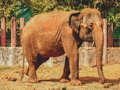 動物 象 動物園 哺乳類 写真