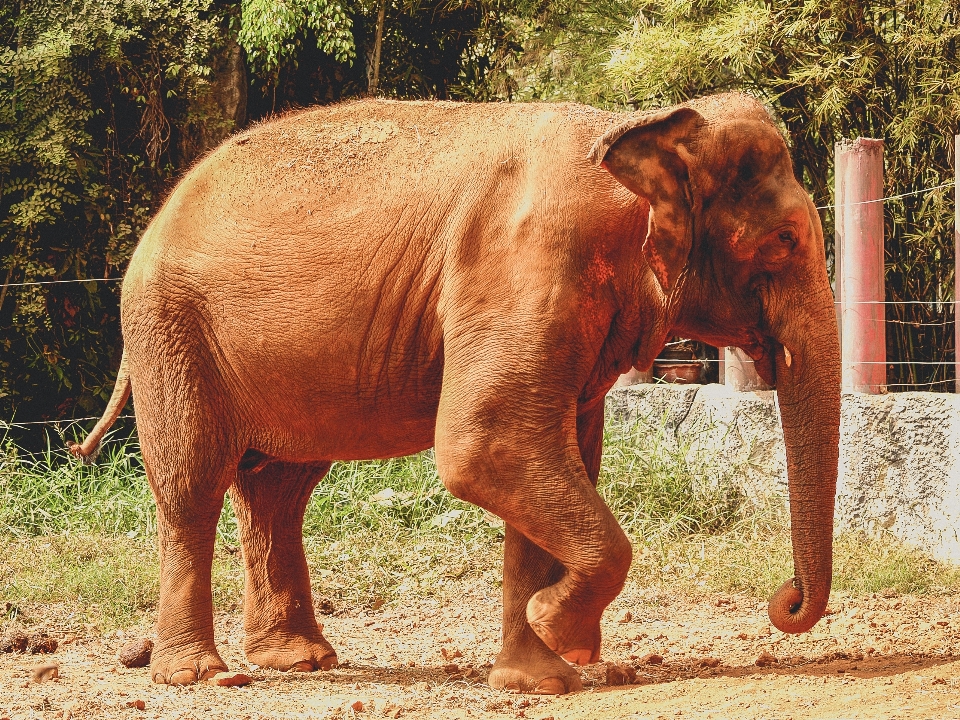 Satwa gajah kebun binatang mamalia