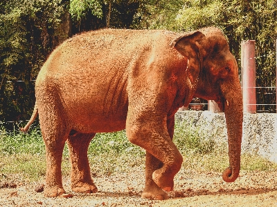 動物 象 動物園 哺乳類 写真