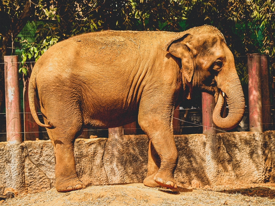 Zwierzę słoń ogród zoologiczny ssak