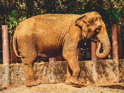 動物 象 動物園 哺乳類 写真