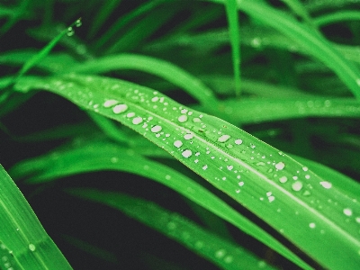 Leaf nature water green Photo