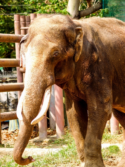 Zwierzę słoń ogród zoologiczny ssak