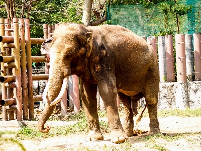 動物 象 動物園 哺乳類 写真