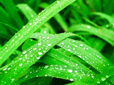 Leaf nature water green Photo