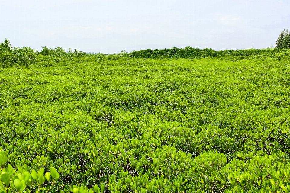 Mangrove plant green nature