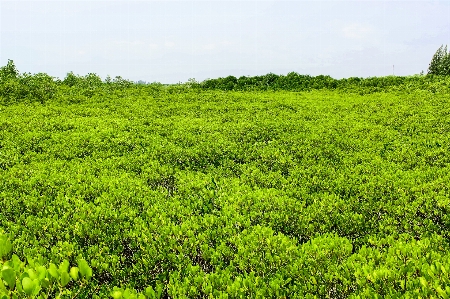 Mangrove plant green nature Photo