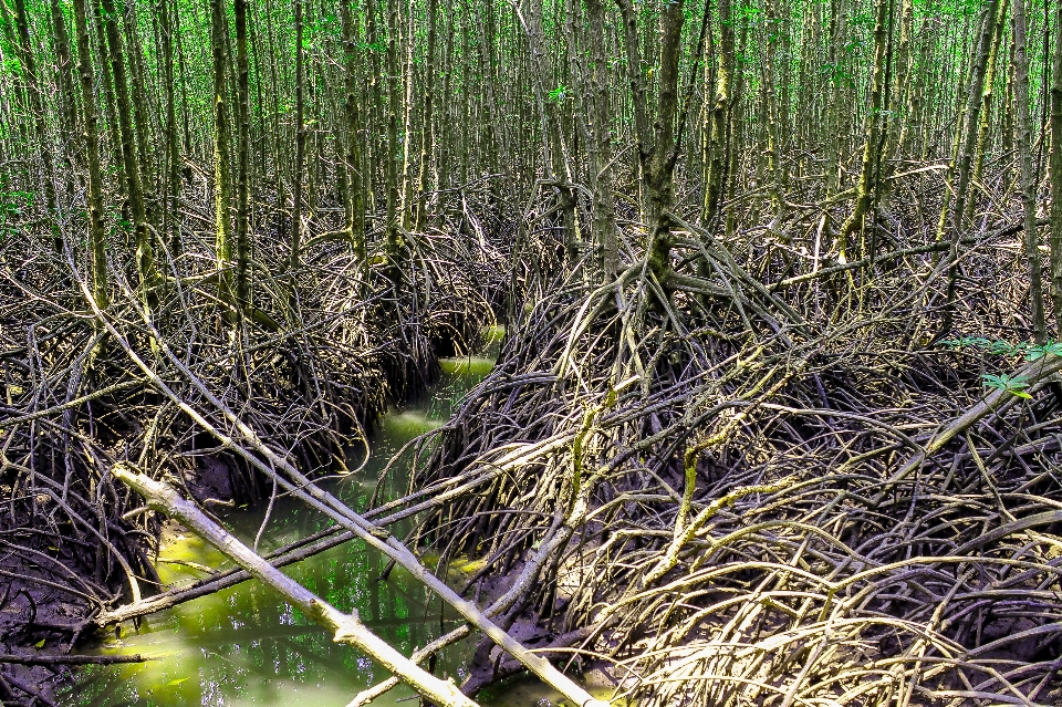 Mangrove plant green nature