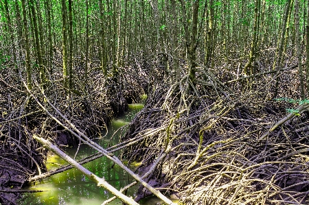 Mangrove plant green nature Photo