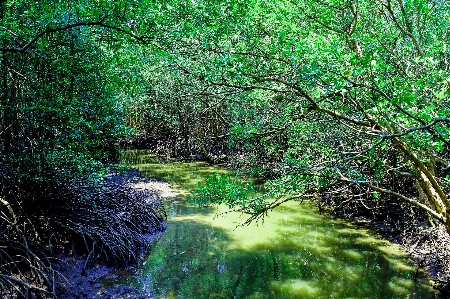 Mangrove plant green nature Photo