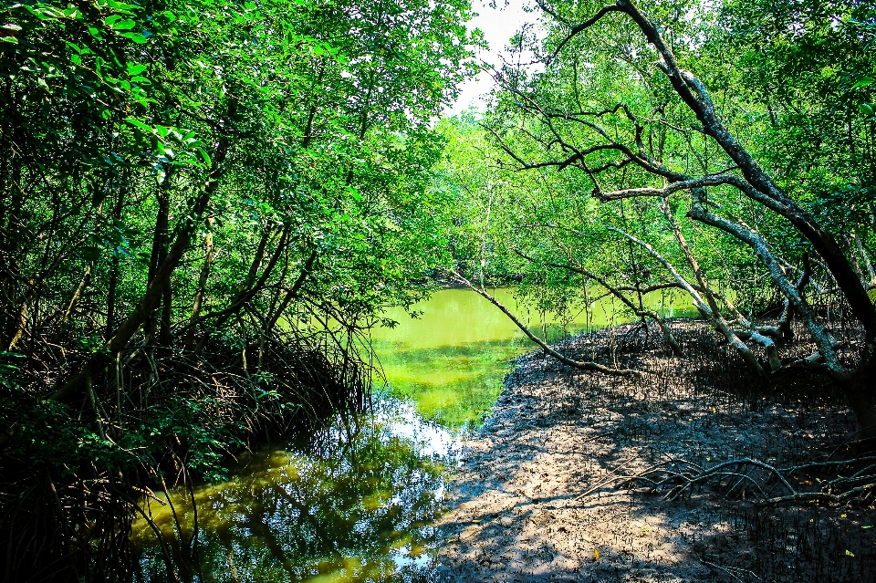 Mangrove plant green nature