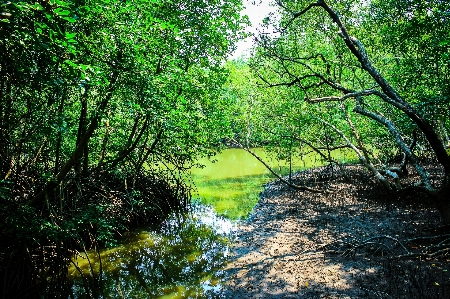 Mangrove plant green nature Photo