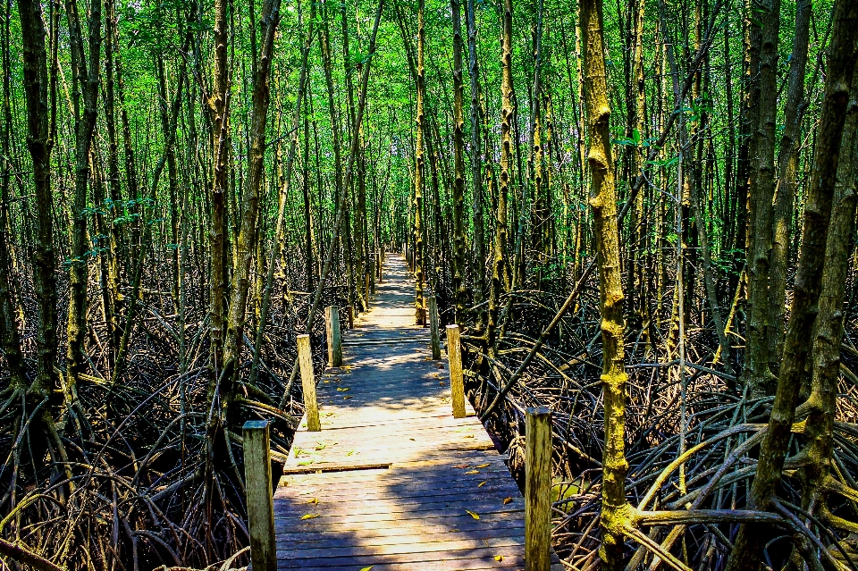 Mangrove plant green nature