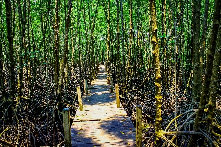 Mangrove plant green nature Photo