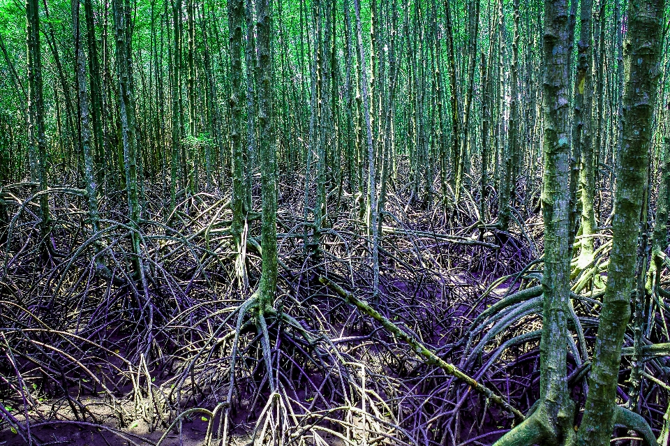 マングローブ
 植物 緑 自然