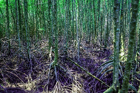 Mangrove plant green nature Photo