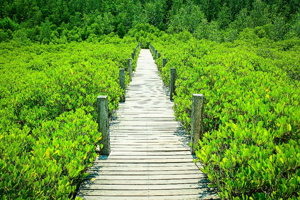 Mangrove plant green nature