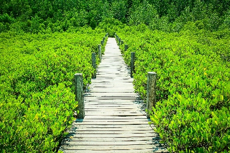 Mangrove plant green nature Photo