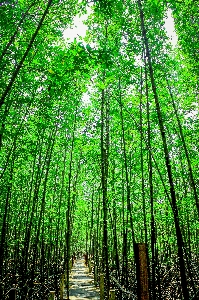 Mangrove plant green nature Photo