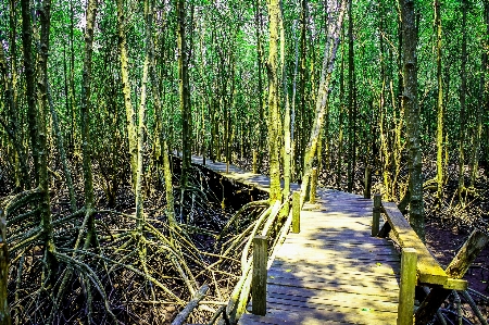 Mangrove plant green nature Photo