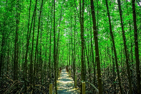 Mangrove plant green nature Photo