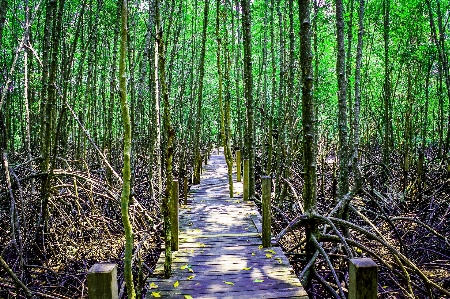 Mangrove plant green nature Photo