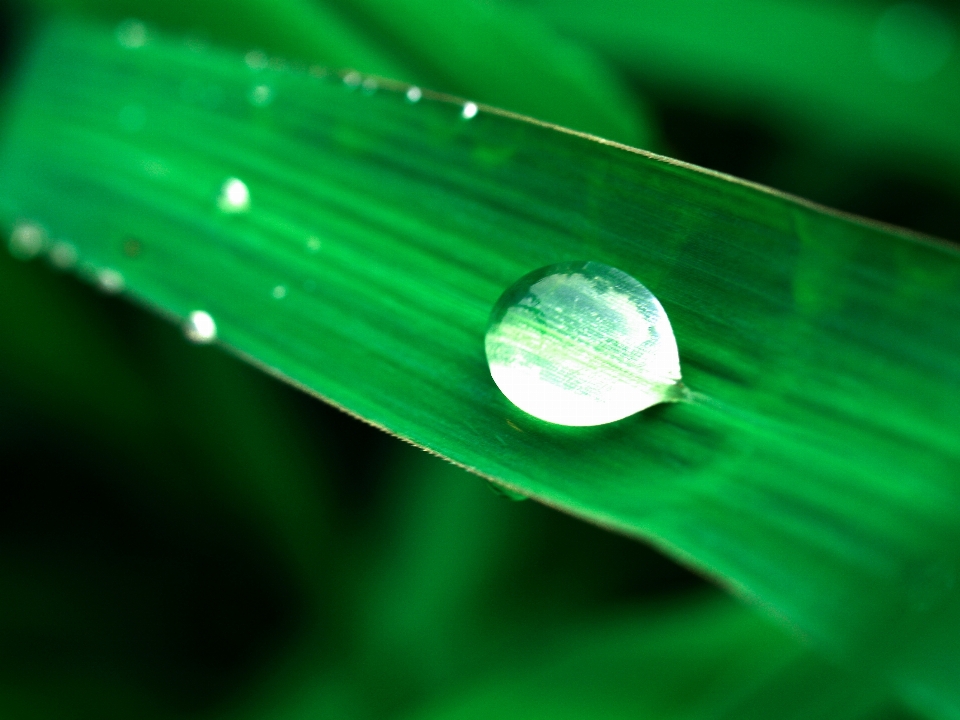 Liść natura woda zielony