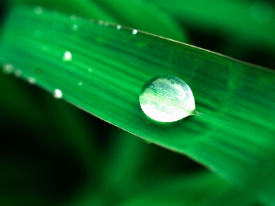 Leaf nature water green Photo