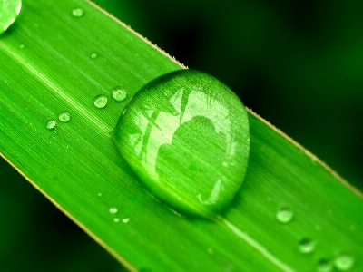 Leaf nature water green Photo