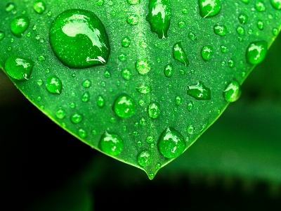 Leaf nature water green Photo