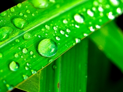 Leaf nature water green Photo