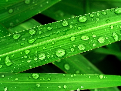 Leaf nature water green Photo