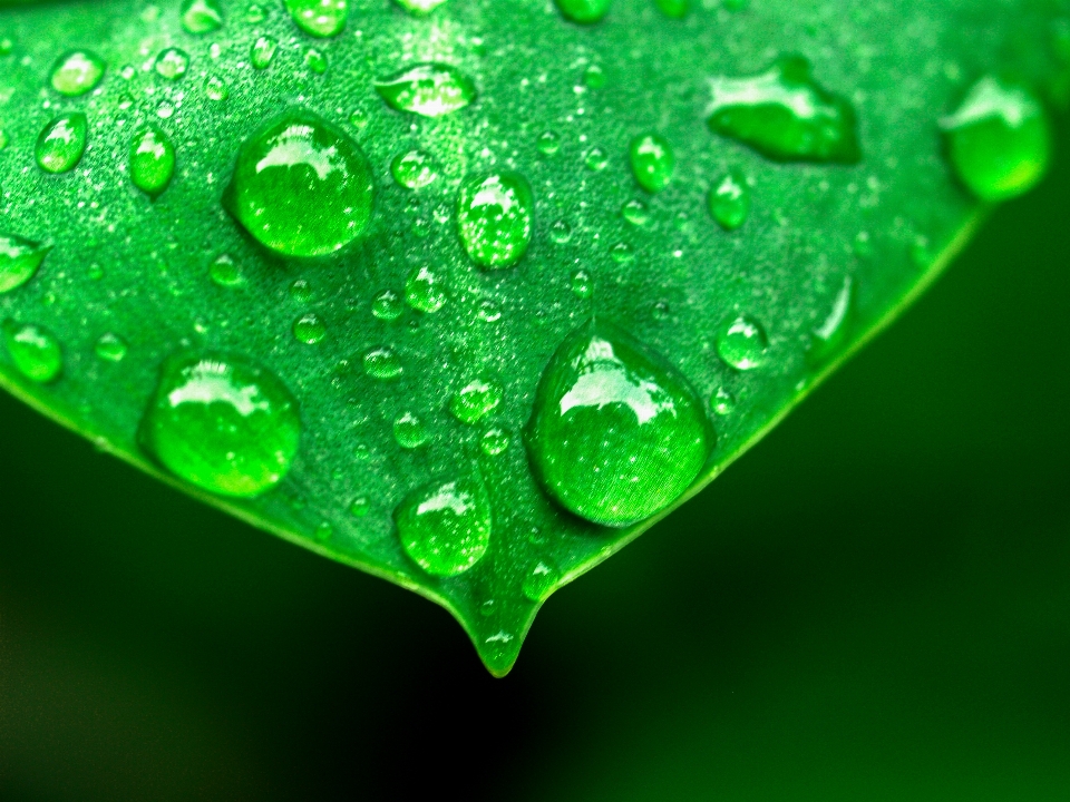 Folha natureza água verde