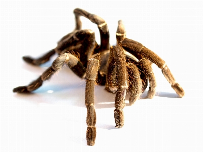 Spider tarantula animal white Photo