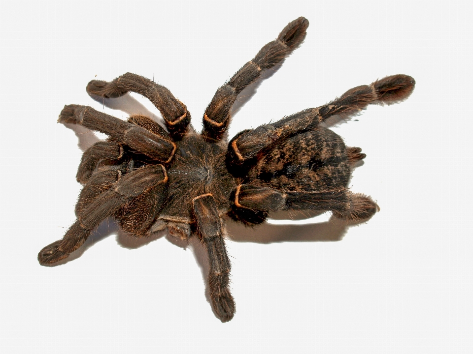 Pająk tarantula zwierzę biały