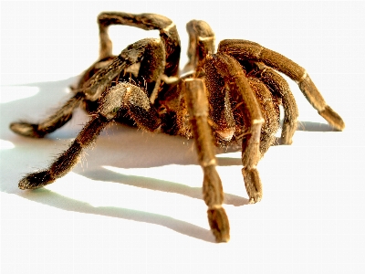 Spider tarantula animal white Photo