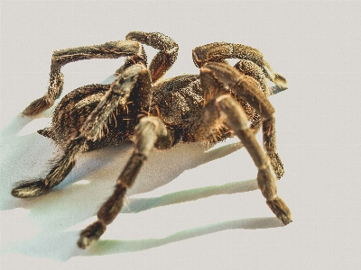 Spider tarantula animal white Photo